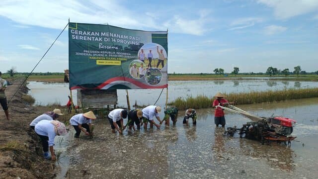 Ikut Gerakan Menanam Padi Serentak, Tulang Bawang Optimis Capai Target Tanam di Bulan Ini