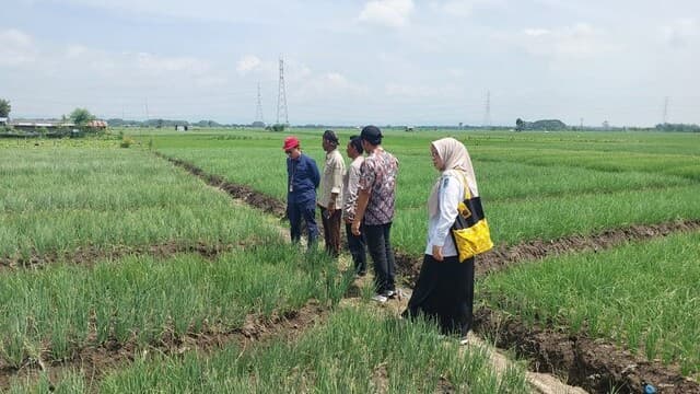 Nganjuk Panen Raya, Pemerintah Yakin Stok dan Harga Bawang Merah Stabil Hingga Lebaran 2026