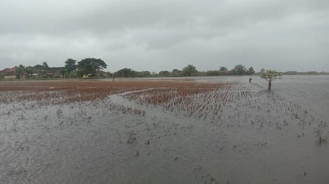 Pemerintah Perkuat Perlindungan Petani Terdampak Banjir di Jawa Tengah Melalui AUTP