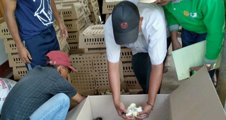 Kementan Salurkan Bantuan Ayam KUB di Batujai, Lombok Tengah NTB