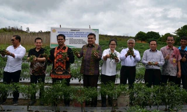 Kementan Dukung Peningkatan Produksi Cabai di Kepulauan Riau