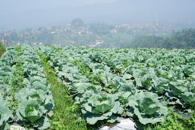 Pembenah Tanah Organik Tingkatkan Produktivitas Sayuran Daun