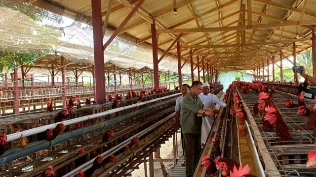 Kementan: Ketersediaan Telur Ayam Ras di Indonesia Wilayah Timur Aman dan Mencukupi