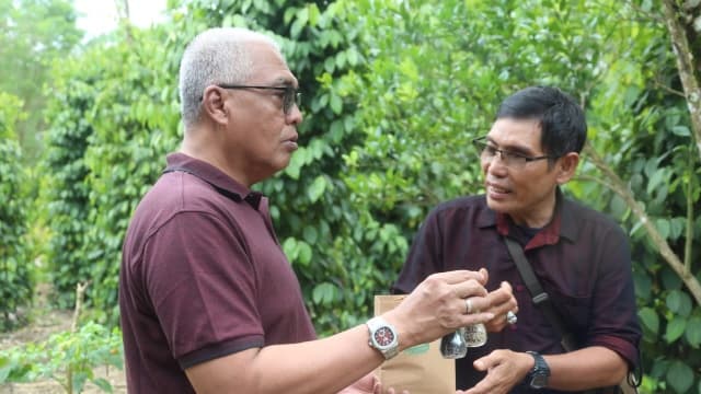 Produksi Lada di Kabupaten Belitung Semakin Pesat, Petani Sasar Peluang Ekspor
