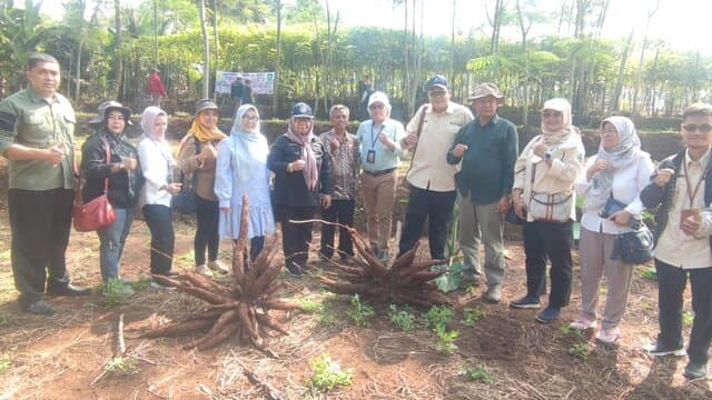 Gerakan Panen Ubi Kayu Kabupaten Subang