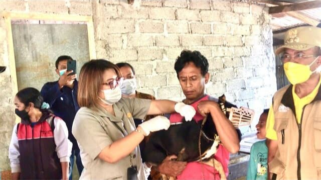 Tekan Penyebaran Virus, Kementan Lakukan Vaksinasi Massal Rabies di Timor Tengah Selatan