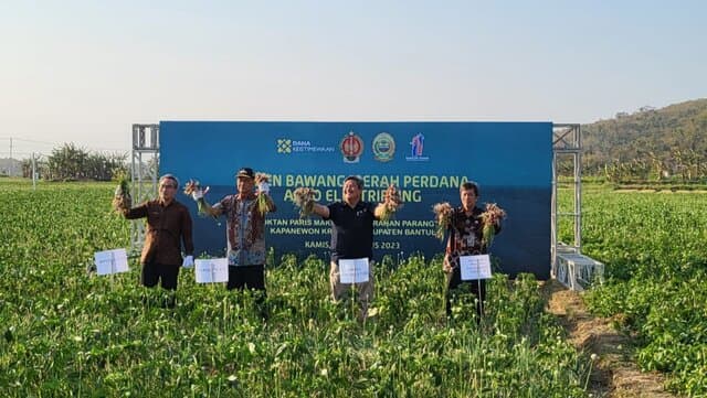 Panen Bawang Merah Agro Electrifying Parangtritis Hasilkan 20 ton/hektar