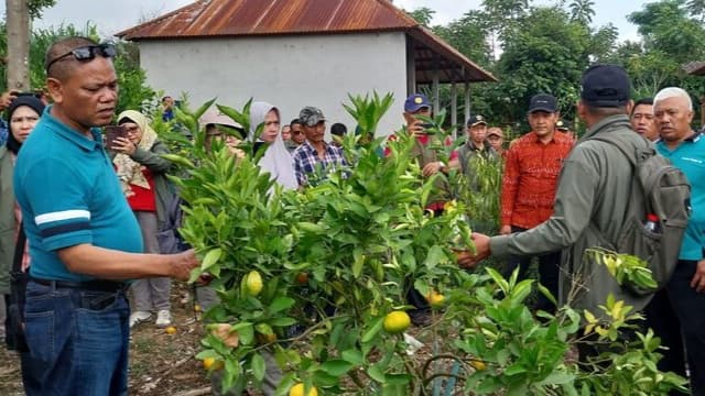 Jeruk Indonesia Siap Berjaya di Negeri Sendiri