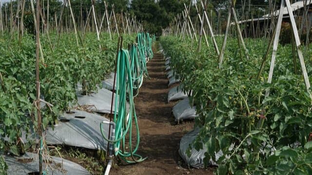 Sumedang Menjadi Andalan dalam Proyek Pengembangan Hortikultura di Daerah Kering