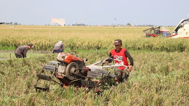 Petani Karawang Sambut Swasembada Pangan: Produksi Meningkat, Harga Gabah Naik, Kesejahteraan Kian Terasa