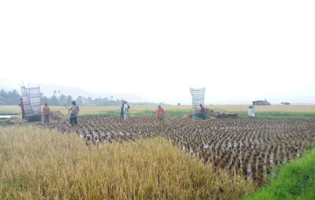 Panen Padi di Tanah Datar Sumbar Menunjang Kedaulatan Pangan