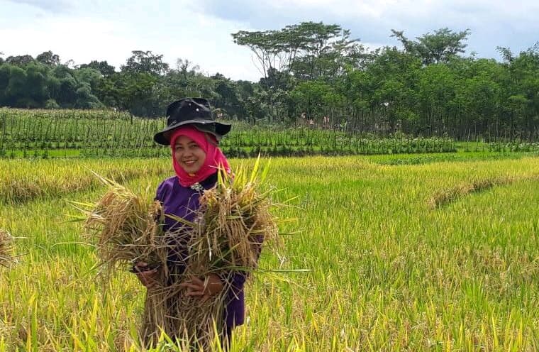 Panen Padi di kabupaten Tegal