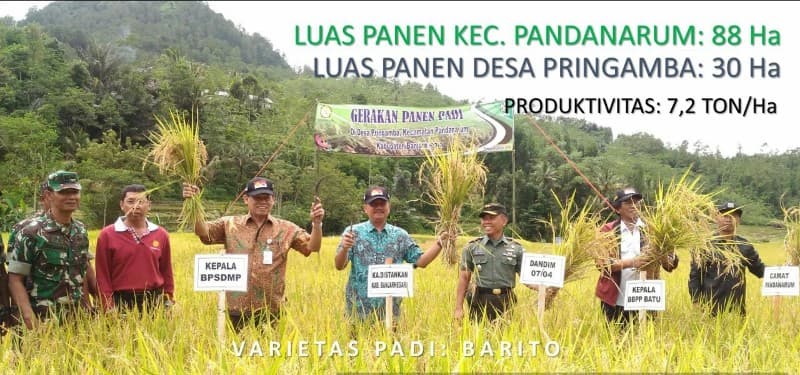 Panen Padi Banjarnegara