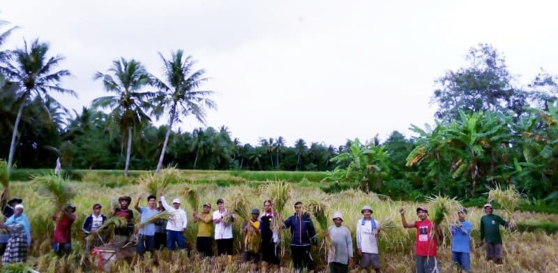 Panen Melimpah di kabupaten Pandeglang