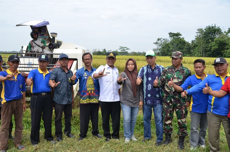 Hasil Panen Melimpah Harga Gabah Untungkan Petani