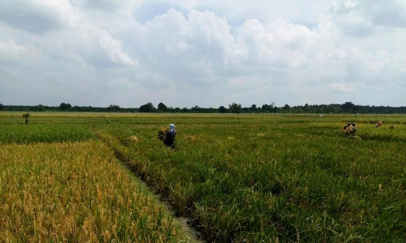 Panen Tiada Henti Di Kabupaten Simalungun
