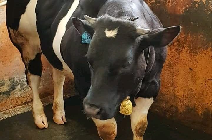 Begini Cara Kementan Capai Target 1.000 Ekor Kelahiran Sapi Belgian Blue Tahun 2019