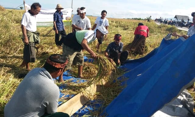 Petani Lahan Tadah Hujan Tabanan Panen Perdana Padi Inpago 8