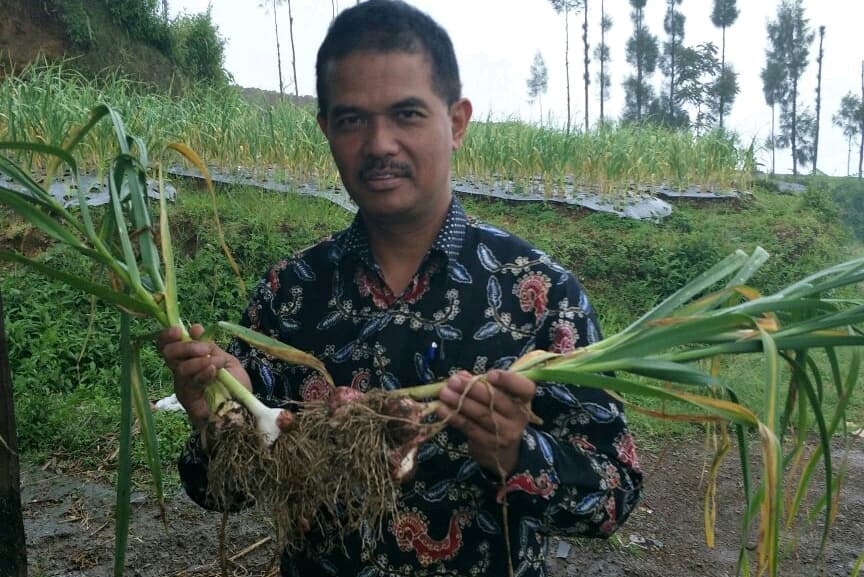 Benih Bawang Putih Asal India dan Mesir Tumbuh Bagus di Beberapa Daerah