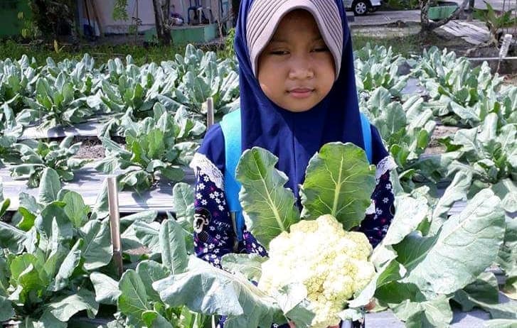Budidaya Bunga Kol Dataran Rendah Yang Menguntungkan