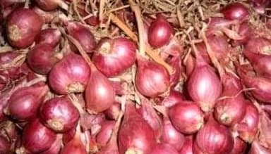 Perbedaan Bawang Merah dan Bombai Untuk Tangkal Impor Ilegal