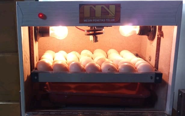 Ayam KUB untuk Dukung Program BEKERJA
