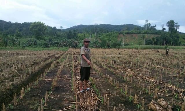 Nasa 29, Benih Jagung Unggul Hasil Balitbangtan Sultra Telah Menyebar di Konawe Utara