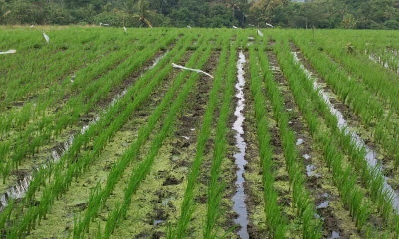 BPTP Bali Optimalkan Produktivitas Padi di Sawah Tadah Hujan Tabanan