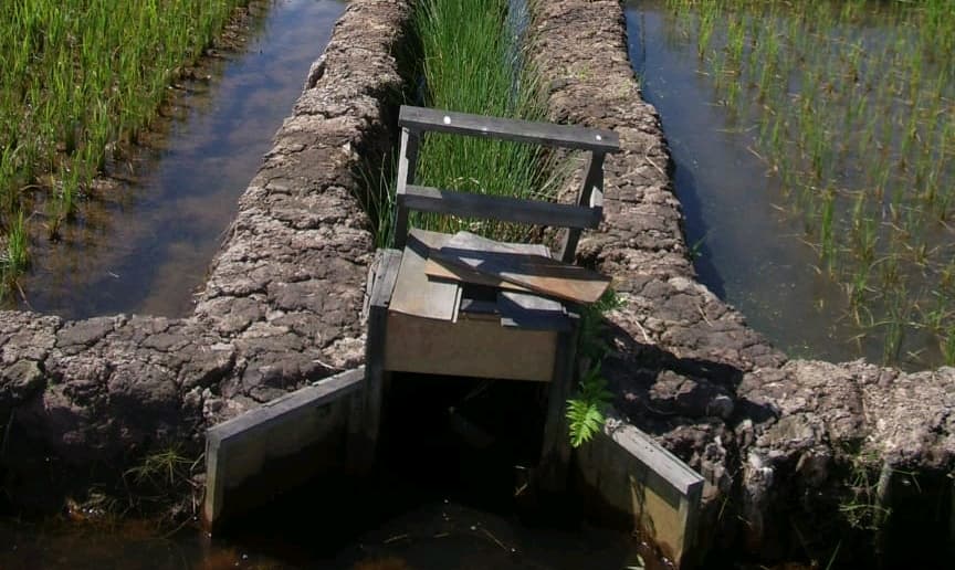 Purun Tikus: Biofilter di Lahan Pasang Surut