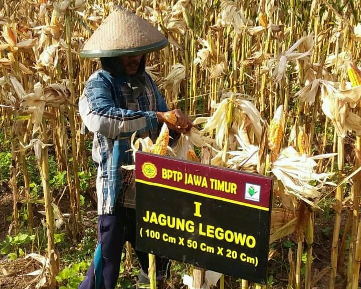 Double Row, Rekayasa Tanam Jagung di Lahan Kering