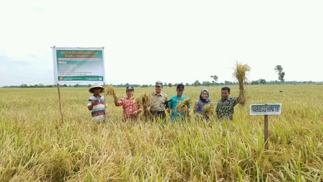 Panen Padi Hibrida Balitbangtan di Lahan Pasang Surut Capai 6.2 Ton Per Hektar