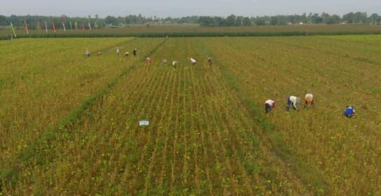 Teknologi Budi Daya Kedelai di Lahan Sawah Tadah Hujan Bio-Detas di Lampung Timur Mendukung Swasembada Kedelai 2020