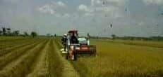 Bioindustri Lahan Pasang Surut Tingkatkan  Kemampuan Petani Mengelola Jerami dan Limbah Penggilingan Padi