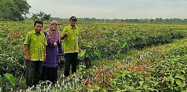 Program Produksi Benih Mangga Unggul Secara Massal
