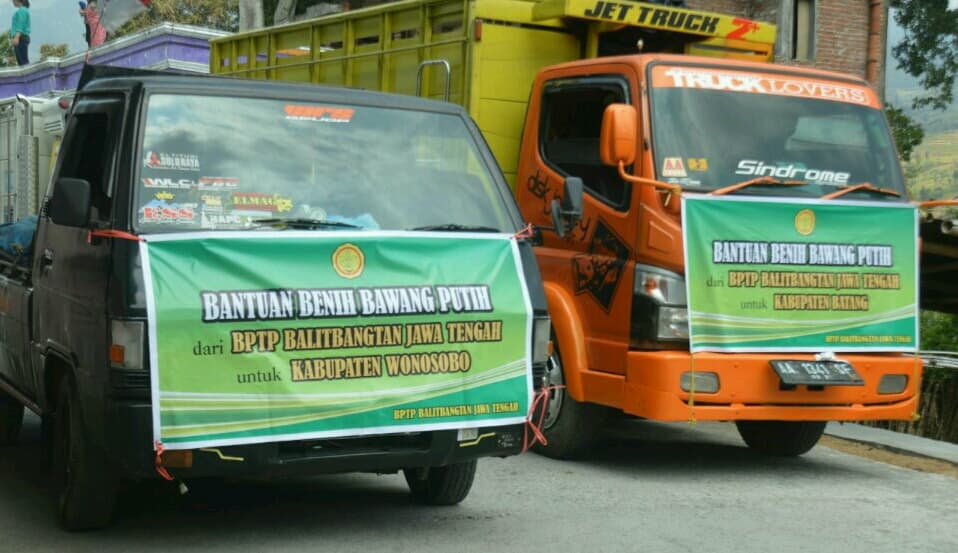Balitbangtan Membagikan 33 Ton Benih Bawang Putih Ke 9 Kabupaten Di Jawa Tengah