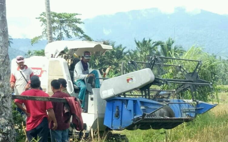 Varietas Unggul Inpari 30 Genjot Produksi Padi Toli-toli