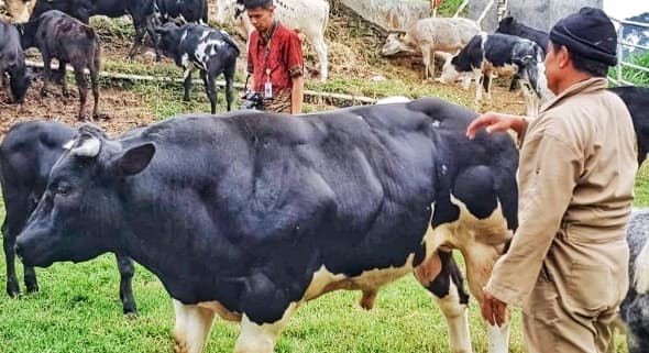 Belgian Blue Berkembangbiak, Jadi Harapan Baru Capai Swasembada Daging Sapi
