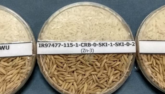 Atasi Stunting, Kementan Siap Luncurkan Varietas Baru Padi dengan Kandungan Zinc Tinggi
