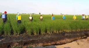 Bertani Cerdas dan Bijak di Lahan Rawa