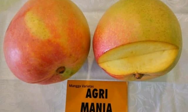 Mangga Agrimania, Paling Laris Dan Diburu Habis Pencinta Buah