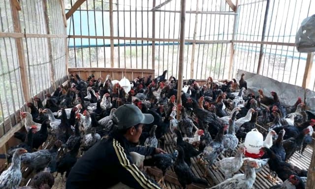 Makin  Menjanjikan, Peternak Kalteng  Kepincut Ikut  Kembangkan Ayam KUB