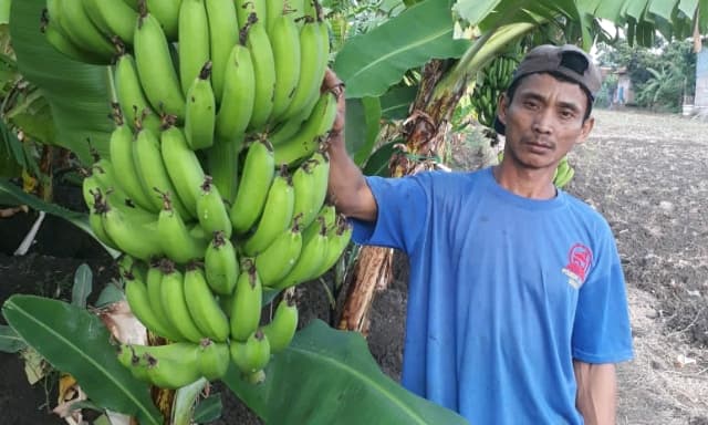 Omser Budidaya Pisang di Brebes Mencapai 160 Juta Per Hektar
