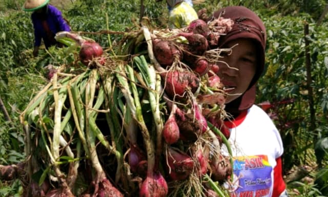 Investasi Peer-to-Peer Lending untuk Petani Kecil melalui Financial Technology Fintech