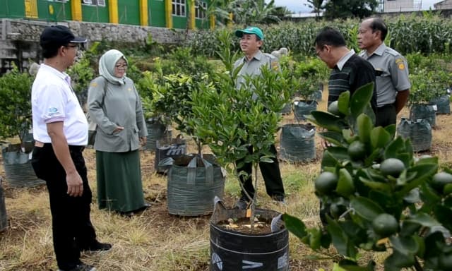 Jeruk Seedless  Kolaborasi Balitbangtan dan IPB Siap Dilepas Tahun Ini