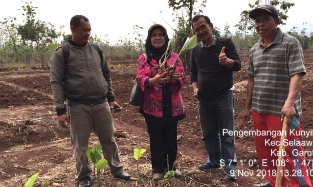 Kementan Mendorong Pengembangan Kunyit Di Kabupaten Garut