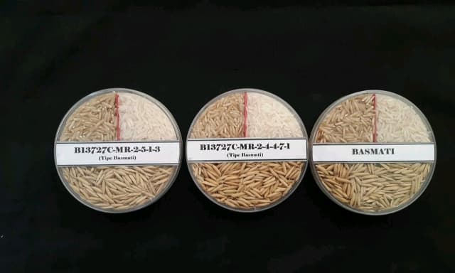Kementan Berhasil Merakit Beras Basmati Asli Indonesia