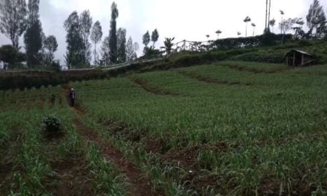 Lereng Gunung Sumbing Siap Topang Swasembada Bawang Putih