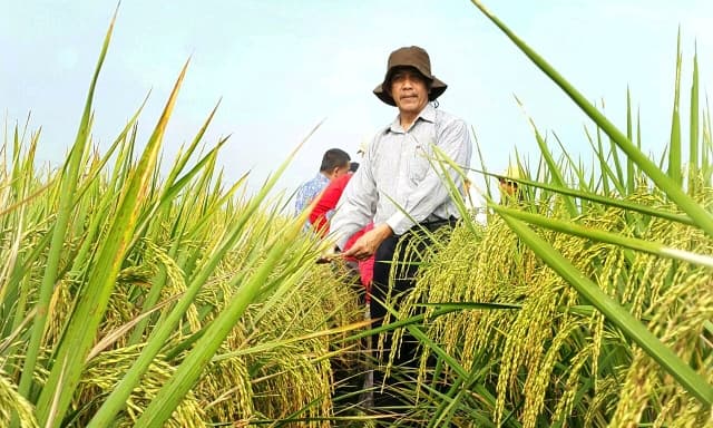 Varietas Hipa Arize 86 dan Hipa 21 Lahir Setelah Melalui Penantian Lama