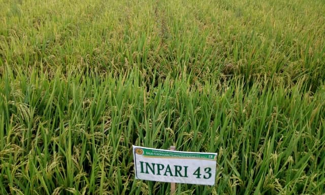 Varietas Inpari 43 Unggul Terus Berkembang di Bali