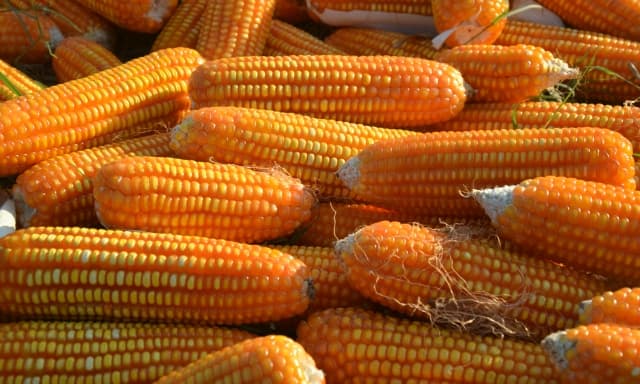 Tahun 2019, Produksi Jagung Indonesia Diprediksi Surplus 1,6 Juta Ton